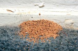 termite-pellets-frass